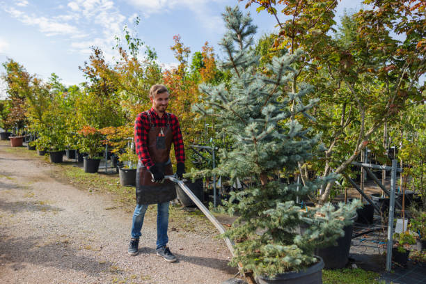 How Our Tree Care Process Works  in Downers Grove, IL